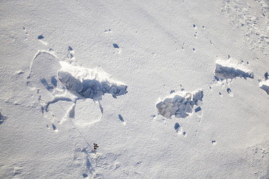 在雪的痕跡