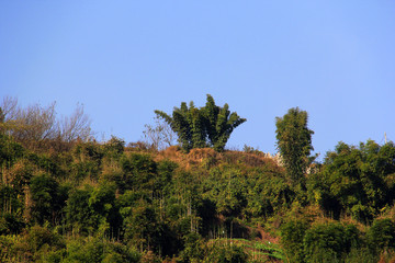 竹林 山林