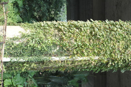 爬山虎
