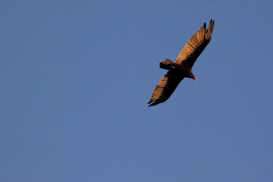 日落falcon2