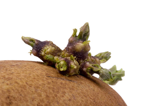 馬鈴薯發(fā)芽