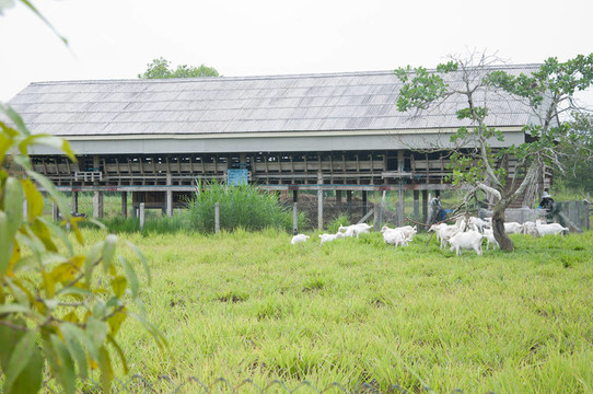 山羊養(yǎng)殖場(chǎng)