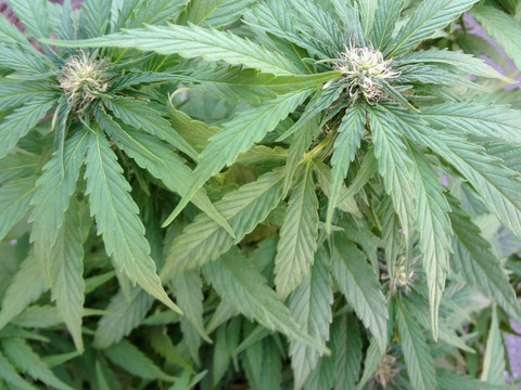 萌芽醫(yī)用大麻植物
