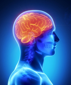 可見腦側(cè)觀的人腦