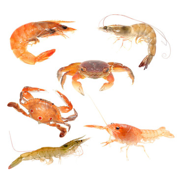 水產(chǎn)動(dòng)物