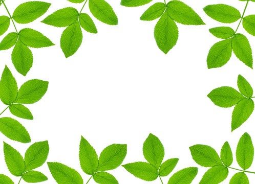 綠色植物架