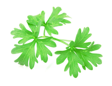 新鮮歐芹
