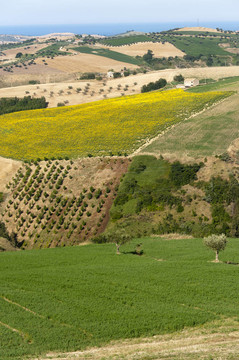 阿特里自然公園（Ancona；Abruzzi；意大利）；景觀在夏天；