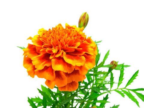金盞花