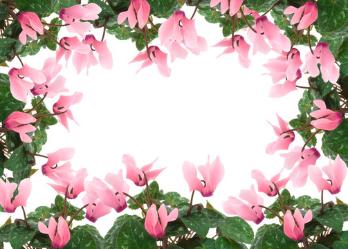仙客來的花框