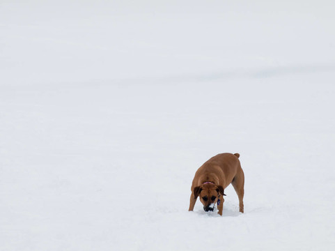 狗在雪地里玩耍