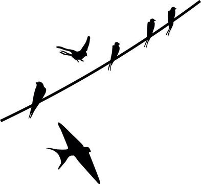 鳥