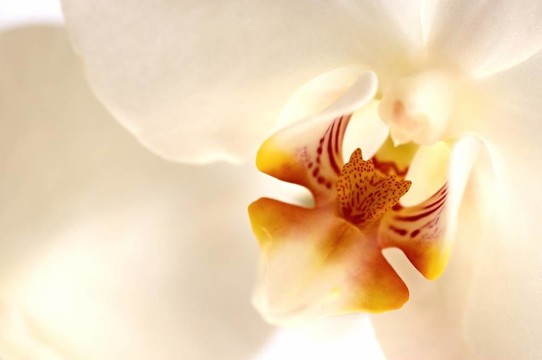 蘭花