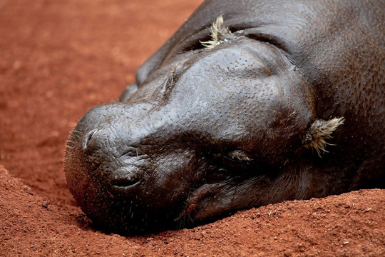河馬侏儒；Hexaprotodon liberiensis