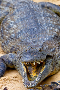 尼羅河鱷魚；Crocodylus niloticus