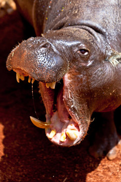 河馬侏儒；Hexaprotodon liberiensis
