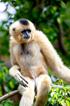 金色的臉頰，Gibbon；Nomascus gabriellae