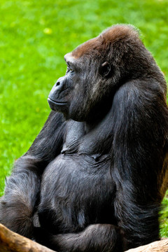 海岸大猩猩；Gorilla gorilla