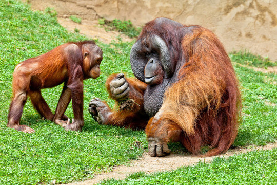 猩猩的Borneo；Pongo Pygmaeus