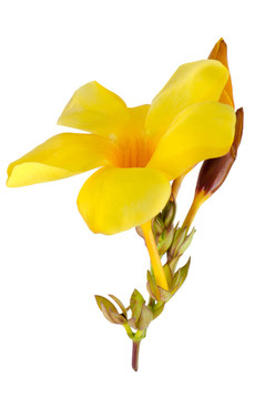 美麗的黃flowering Mandevilla