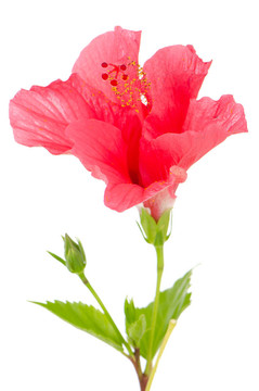 美麗的粉紅色的芙蓉花