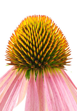 紫錐菊
