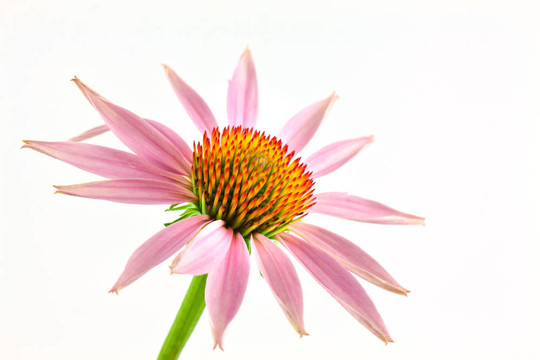 紫錐菊