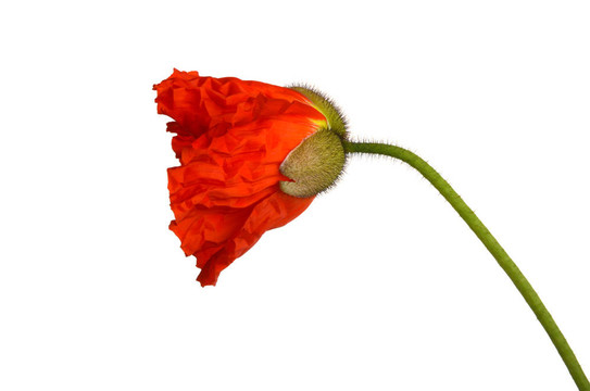 罌粟花