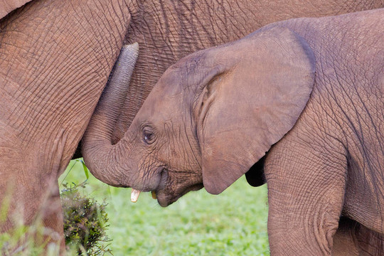 非洲大象（Loxodonta AFRICANA）在阿多大象公園在南非。