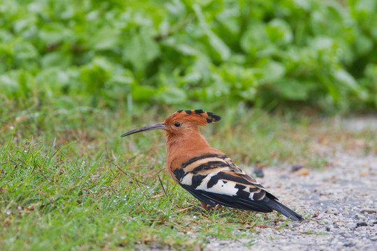 African hoopoe（Upupa AFRICANA）在阿多大象公園