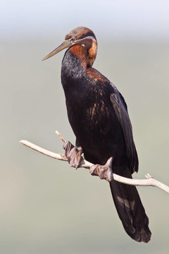 非洲鏢（Anhinga RUFA）在荒野的國(guó)家公園