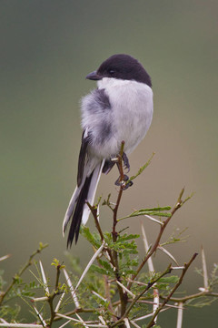 伯勞（Lanius collaris）在阿多大象公園