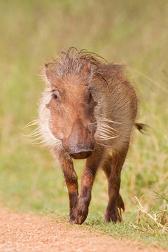 疣豬（Phacochoerus Africanus）在阿多大象公園