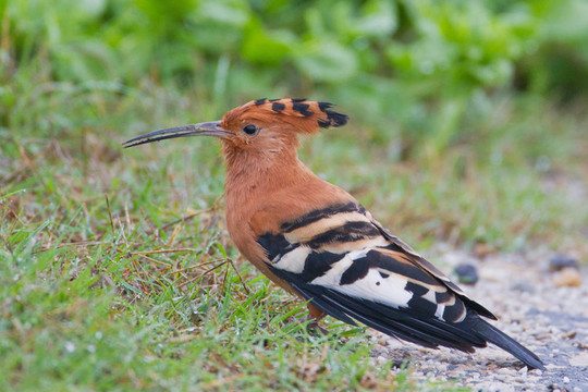 African hoopoe（Upupa AFRICANA）在阿多大象公園