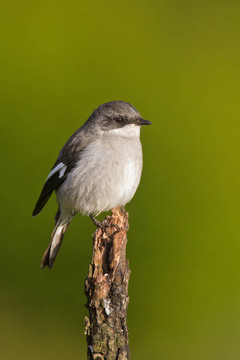 伯勞（Lanius collaris）在阿多大象公園