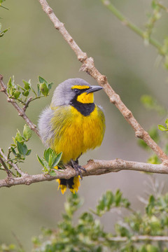 Bokmakierie（telophorus zeylonus）在阿多大象公園