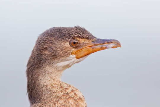 角鸕鶿（Phalacrocorax capensis）在國(guó)家公園在南非的曠野。