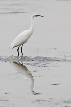 白鷺（Egretta garzetta）在荒野的國(guó)家公園