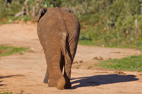 非洲大象（Loxodonta AFRICANA）在阿多大象公園在南非。