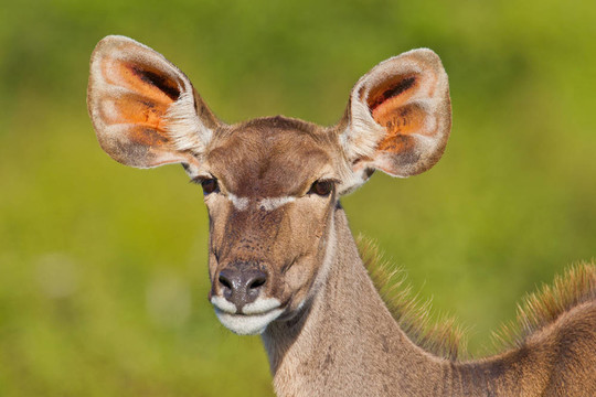 Greater Kudu（Tragelaphus strepsiceros）在阿多大象公園