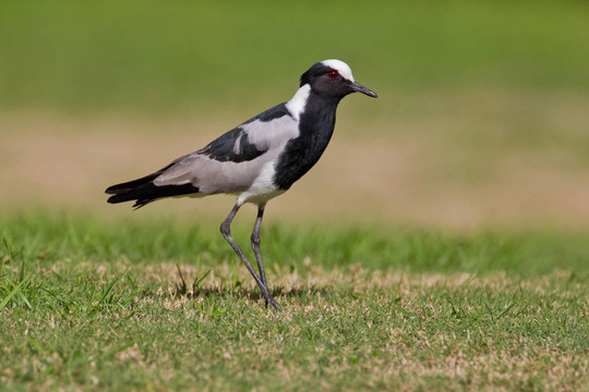鐵匠鸻（Vanellus armatus）在國(guó)家公園在南非的曠野。