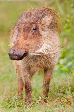 疣豬（Phacochoerus Africanus）在阿多大象公園