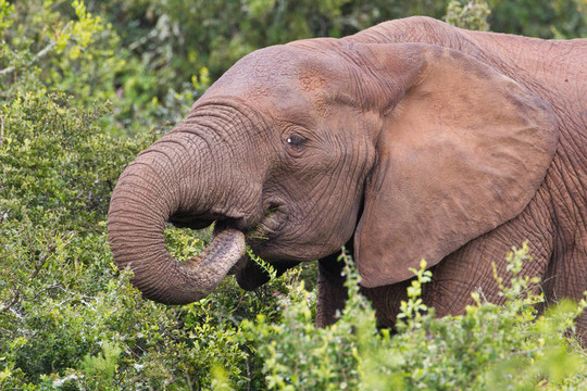 非洲大象（Loxodonta AFRICANA）在阿多大象公園在南非。