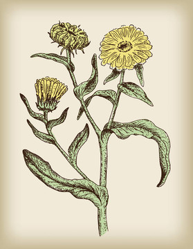 金盞花。插畫。