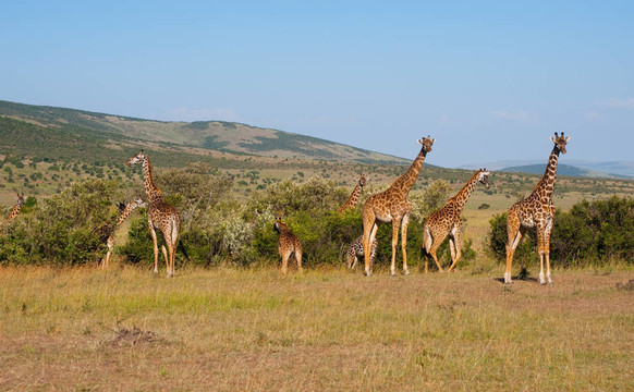 長頸鹿Masai Mara；肯尼亞