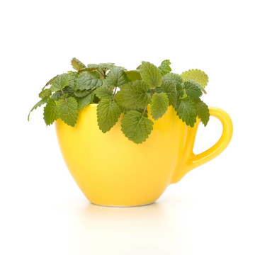 草藥薄荷茶
