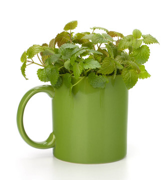 草藥薄荷茶