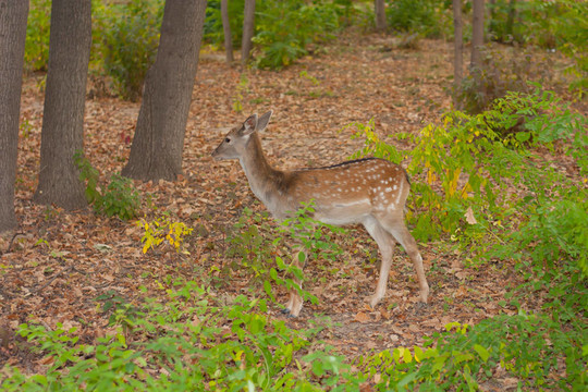 林中紅鹿之子。Bandhavgarh。印度。
