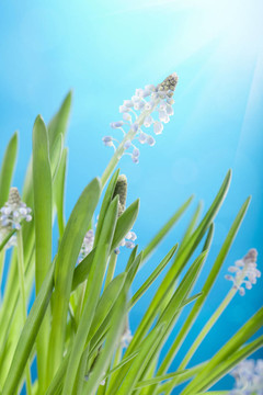 葡萄風信子的花