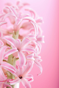 風(fēng)信子花